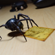 Illustration for article titled 12-Inch Nathan Drake Figure Is... Argh! Spider!